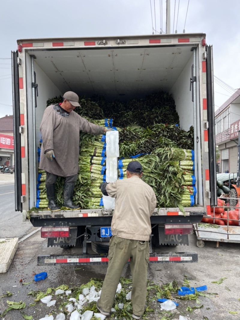 优质莴苣大量上市中，红尖叶莴苣欢迎来电垂询！