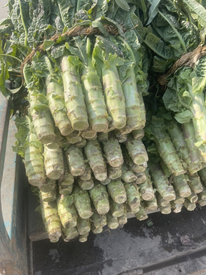 优质莴苣大量上市中，红尖叶莴苣欢迎来电垂询！
