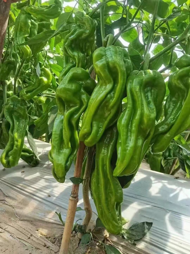 薄皮皱皮椒苗芜湖椒苗皱皮泡椒苗皱皱辣辣椒苗薄皮椒