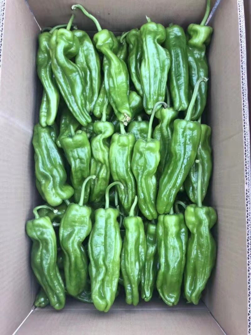 薄皮皱皮椒苗芜湖椒苗皱皮泡椒苗皱皱辣辣椒苗薄皮椒