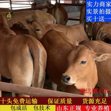 肉牛犊买十送二肉牛苗批发全国可发货黄牛犊改良牛犊