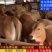 肉牛犊买十送二肉牛苗批发全国可发货黄牛犊改良牛犊