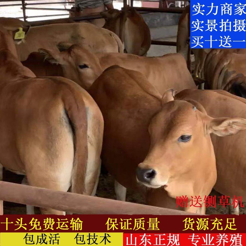 肉牛犊买十送二肉牛苗批发全国可发货黄牛犊改良牛犊