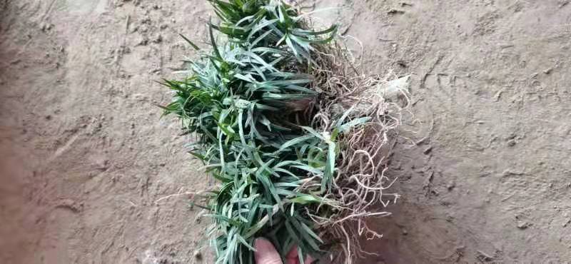 日本矮麦冬草耐寒别墅庭院园林绿化草坪植物带土麦冬草苗玉龙
