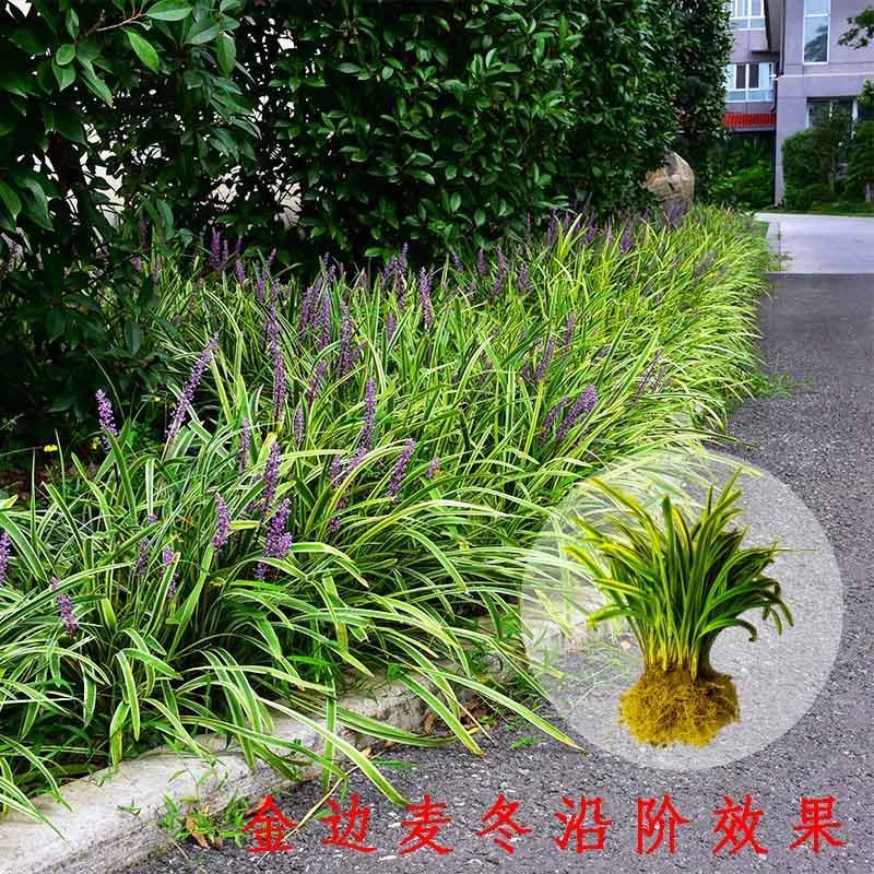 日本矮麦冬草耐寒别墅庭院园林绿化草坪植物带土麦冬草苗玉龙