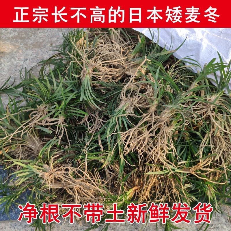 日本矮麦冬草耐寒别墅庭院园林绿化草坪植物带土麦冬草苗玉龙