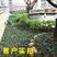 日本矮麦冬草耐寒别墅庭院园林绿化草坪植物带土麦冬草苗玉龙