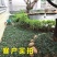 日本矮麦冬草耐寒别墅庭院园林绿化草坪植物带土麦冬草苗玉龙