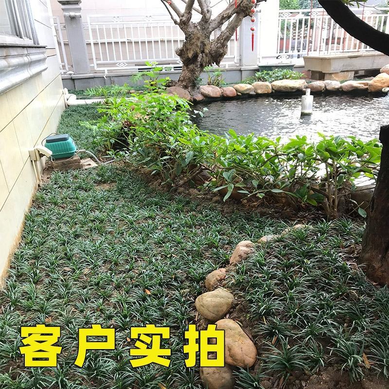 日本矮麦冬草耐寒别墅庭院园林绿化草坪植物带土麦冬草苗玉龙