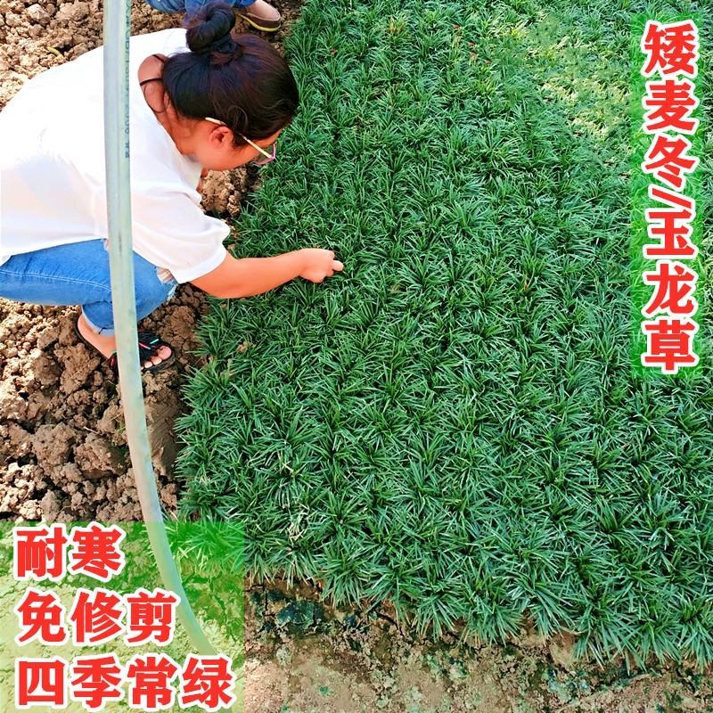 日本矮麦冬草耐寒别墅庭院园林绿化草坪植物带土麦冬草苗玉龙