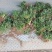 日本矮麦冬草耐寒别墅庭院园林绿化草坪植物带土麦冬草苗玉龙