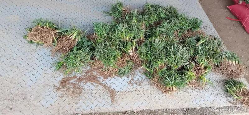 日本矮麦冬草耐寒别墅庭院园林绿化草坪植物带土麦冬草苗玉龙