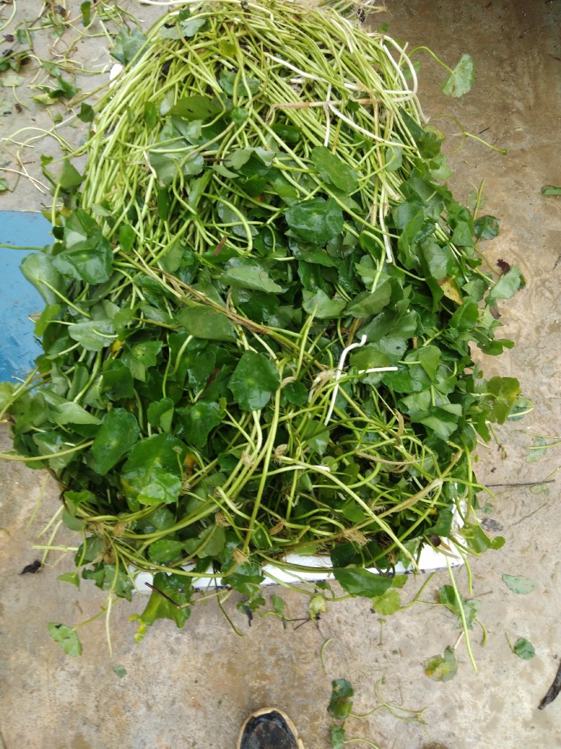 铜钱草、水陪植物常年绿色、进化空气同时具有观赏价值