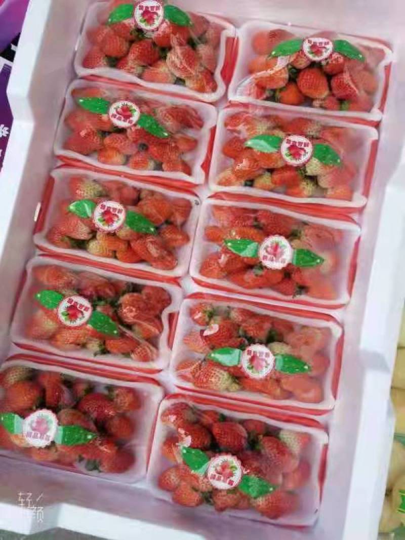 牛奶草莓红颜草莓上市