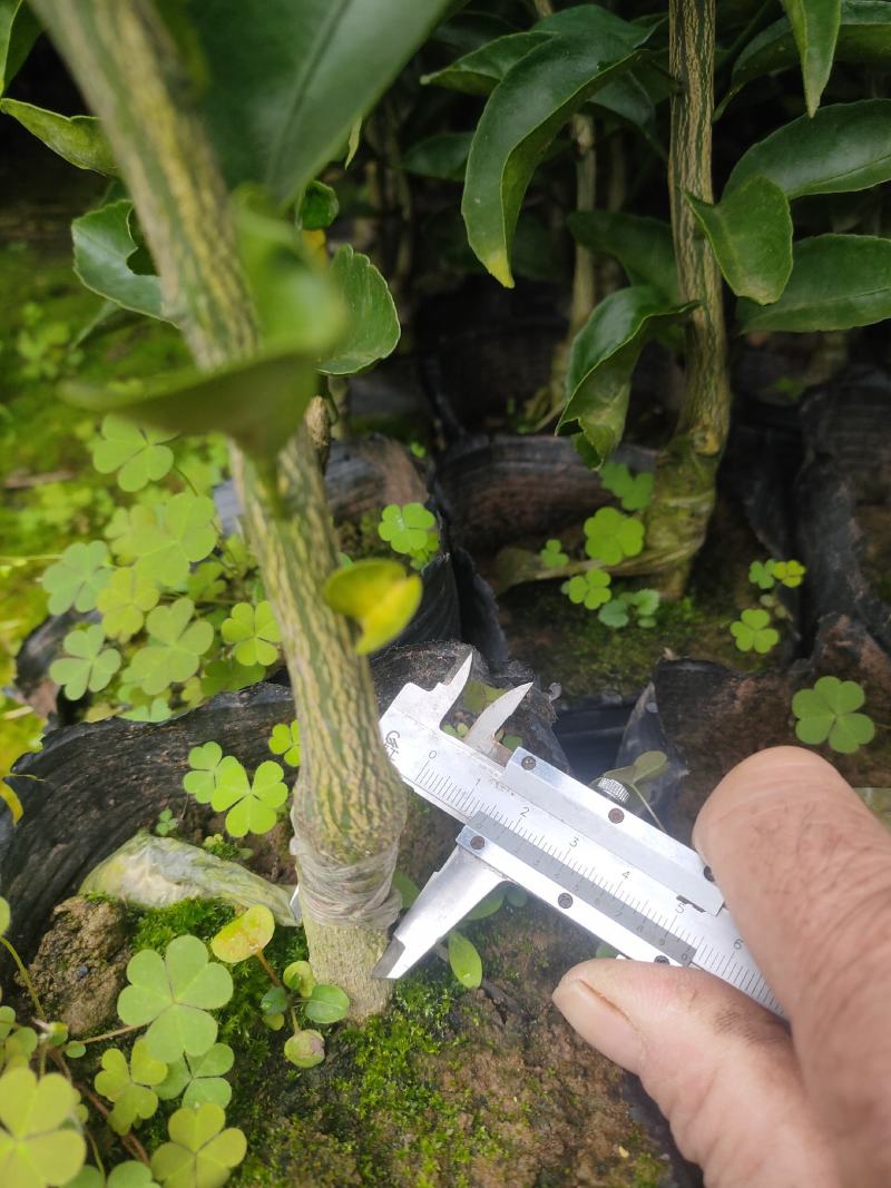 春见耙耙柑苗，一手货源，杯子，裸根苗均有，苗子粗壮