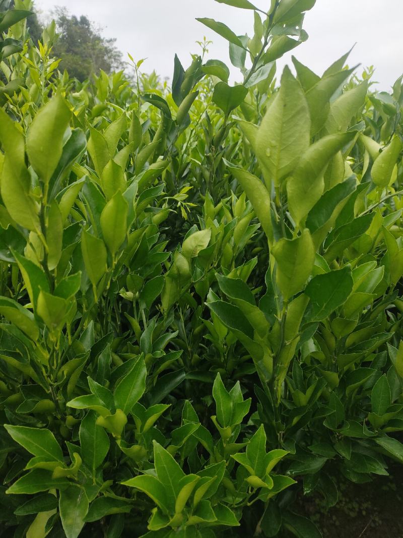春见耙耙柑苗，一手货源，杯子，裸根苗均有，苗子粗壮