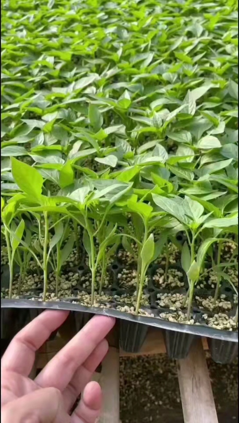 甜椒苗圆椒苗菜椒苗五彩椒苗抗病性好高产