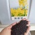 油菜籽四季油菜籽观赏型油菜花种子高产榨油油菜籽易种易存活