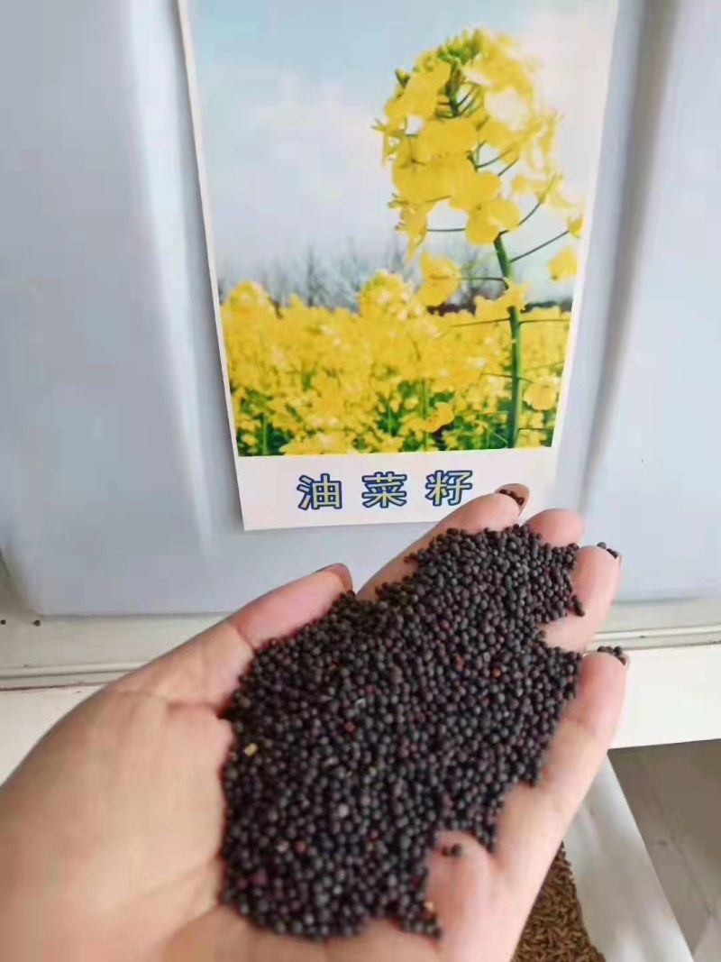 油菜籽四季油菜籽观赏型油菜花种子高产榨油油菜籽易种易存活