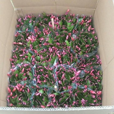 精品蟹爪兰开花，带花苞，基地直发，货源充足