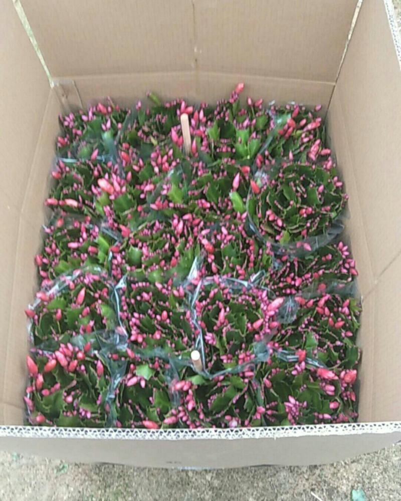 精品蟹爪兰开花，带花苞，基地直发，货源充足