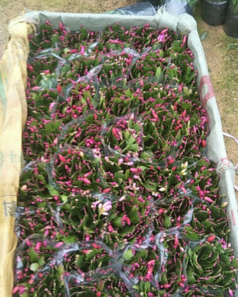 精品蟹爪兰开花，带花苞，基地直发，货源充足