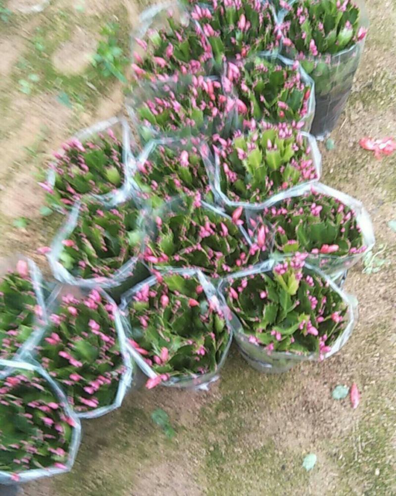 精品蟹爪兰开花，带花苞，基地直发，货源充足