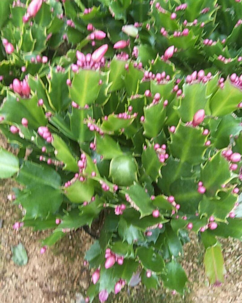 精品蟹爪兰开花，带花苞，基地直发，货源充足