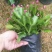 精品蟹爪兰开花，带花苞，基地直发，货源充足