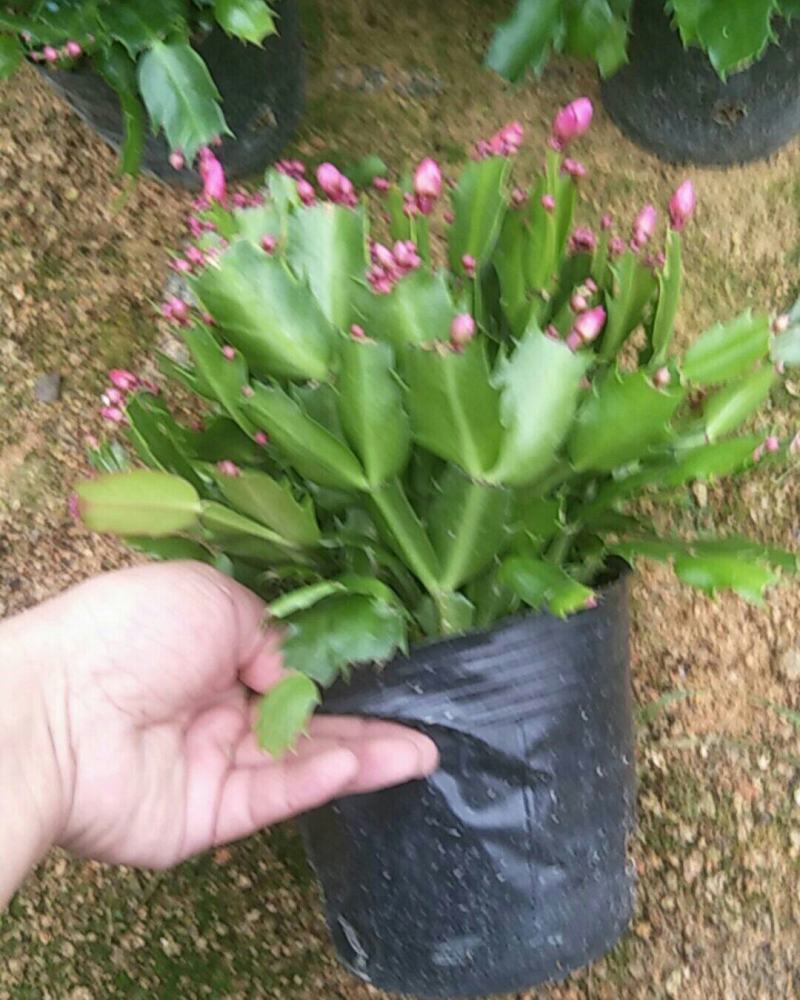 精品蟹爪兰开花，带花苞，基地直发，货源充足