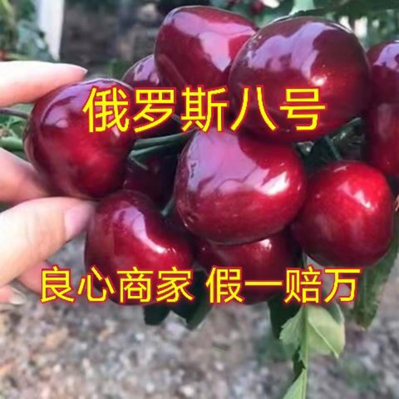 【超实惠】樱桃树苗俄罗斯八号车厘子黑珍珠美早