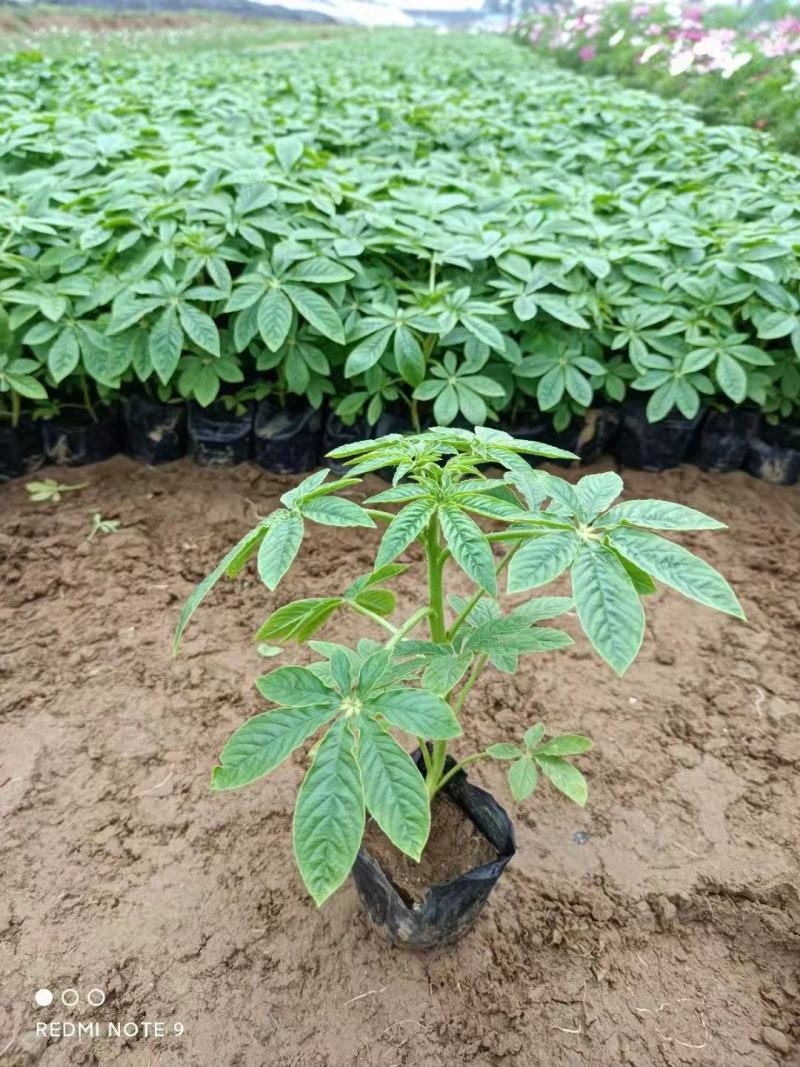醉蝶花，一手货源，大量有货，基地直发，山东青州货源