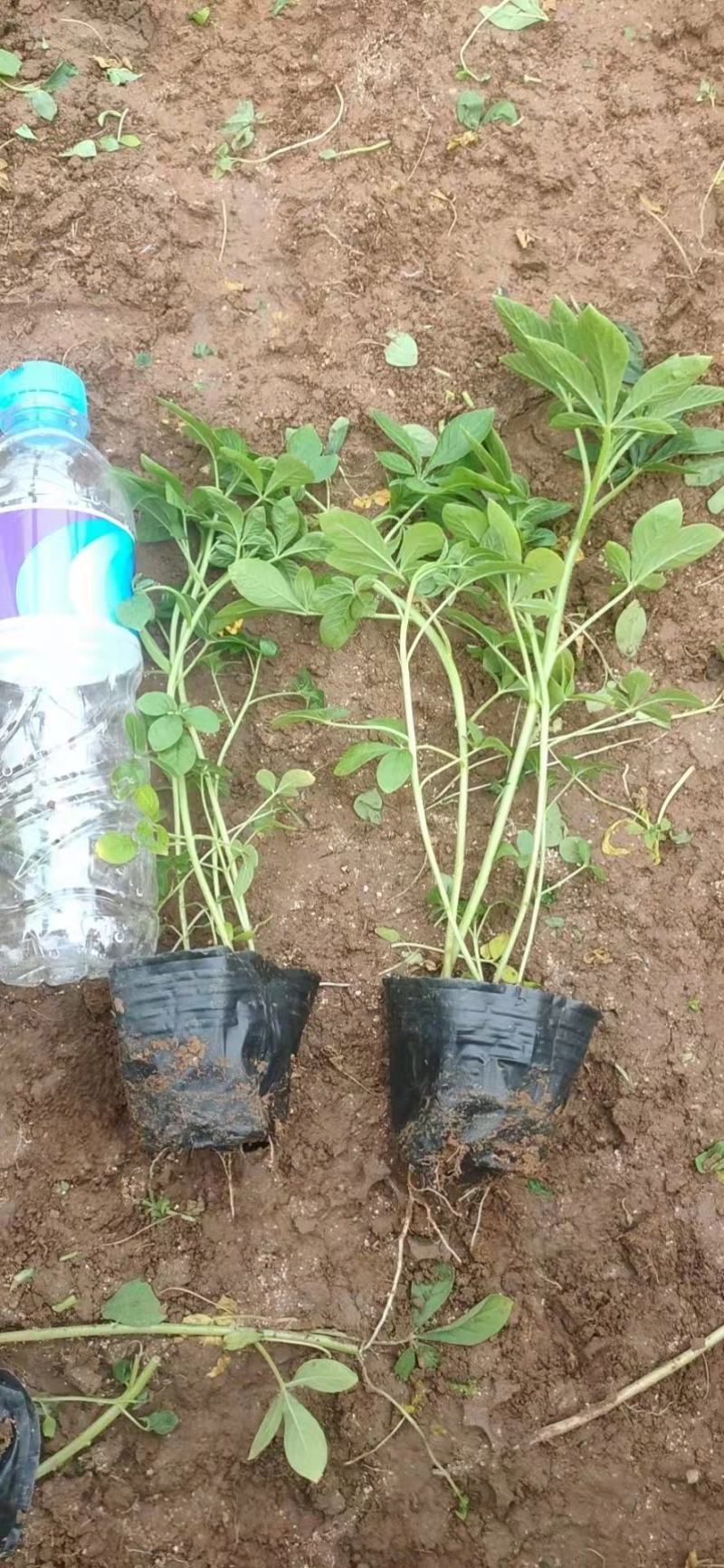 醉蝶花，一手货源，大量有货，基地直发，山东青州货源