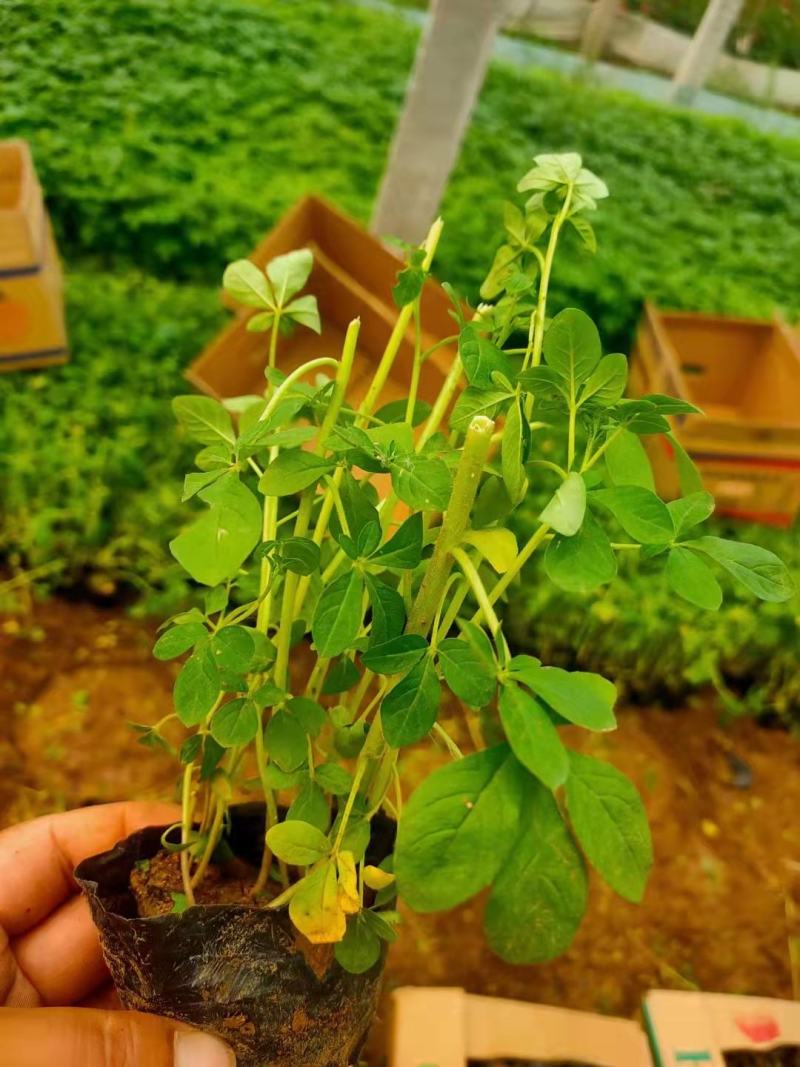 醉蝶花，一手货源，大量有货，基地直发，山东青州货源