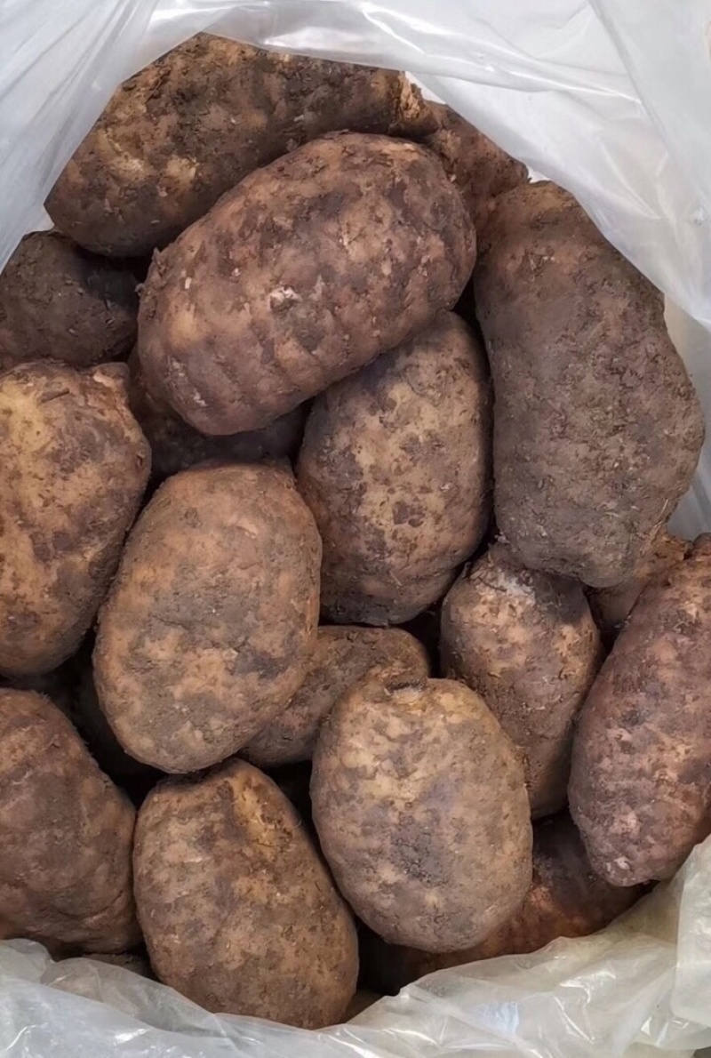 云南昭通小草坝天麻