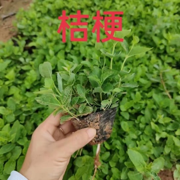 桔梗，大量有货，基地直发，一手货源，成活率高