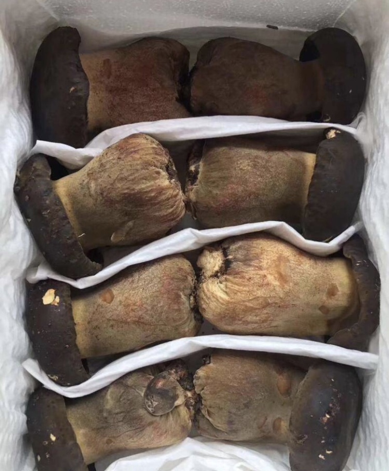 新鲜牛肝菌