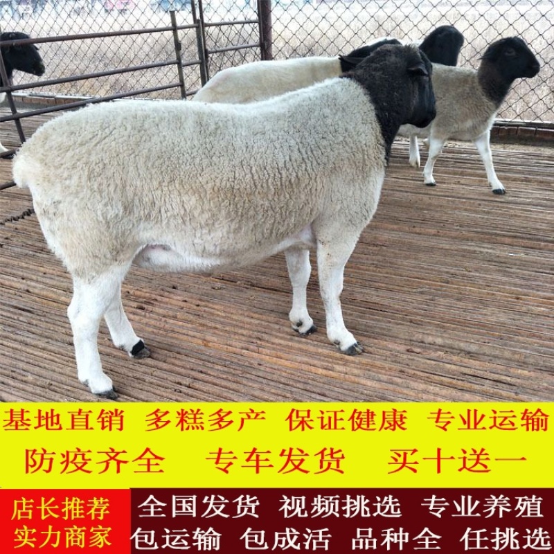 黑头杜泊羊纯种黑头绵羊种羊一只也是批发价，全国发货