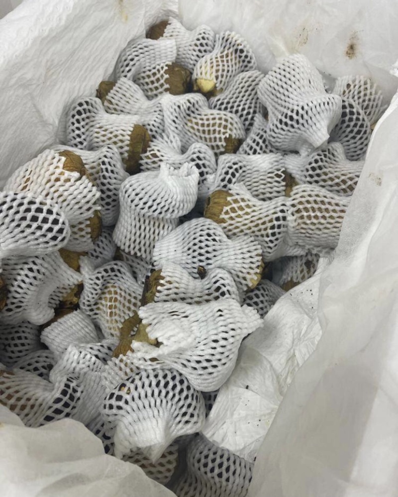 新鲜牛肝菌