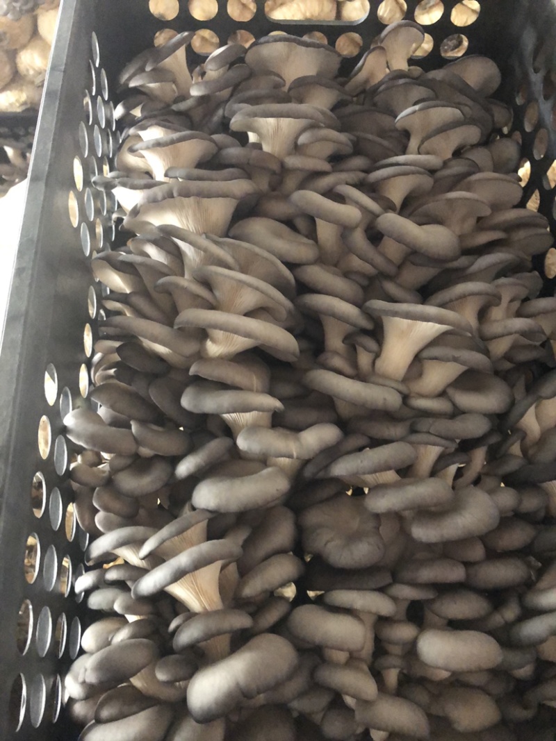 优质广温黑平菇/鲜平菇产地直供，货源充足
