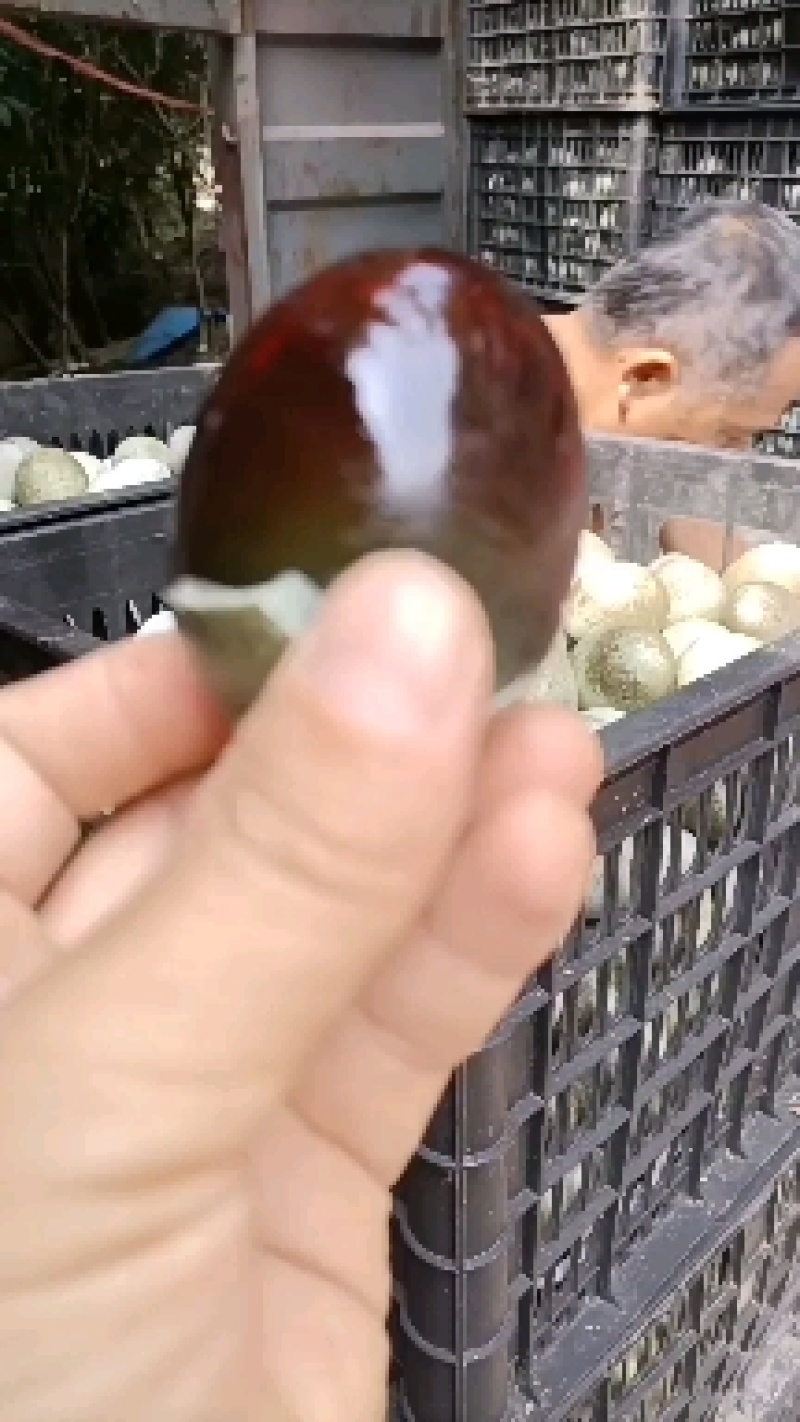 江西麻壳松花蛋批发，等各种直发，欢迎来电咨询