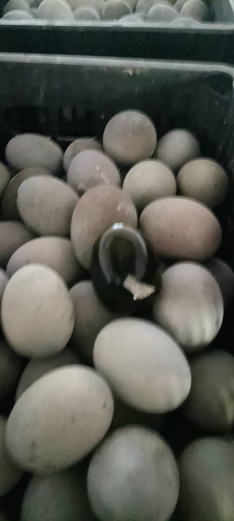 江西麻壳松花蛋批发，等各种直发，欢迎来电咨询