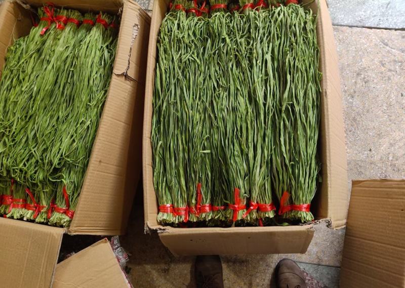 特级精品出口贡菜出口韩国日本，发往全国各地苔干响菜山蛰