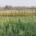 特级精品出口贡菜出口韩国日本，发往全国各地苔干响菜山蛰