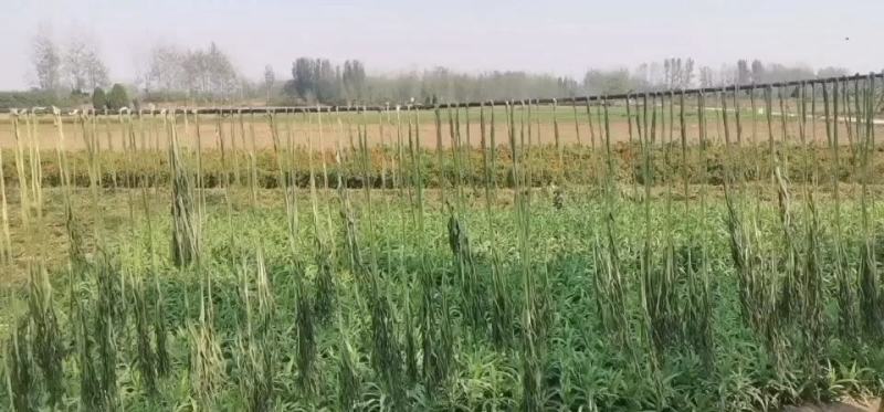 特级精品出口贡菜出口韩国日本，发往全国各地苔干响菜山蛰