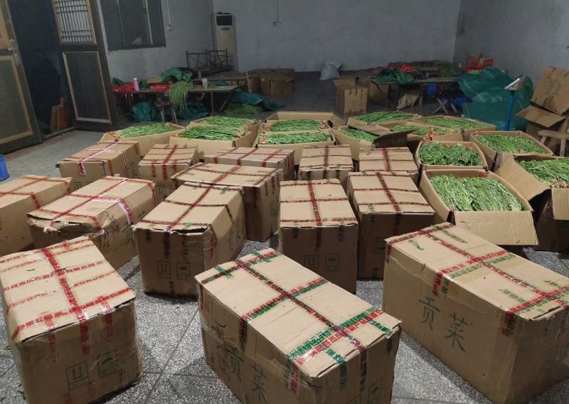特级精品出口贡菜出口韩国日本，发往全国各地苔干响菜山蛰