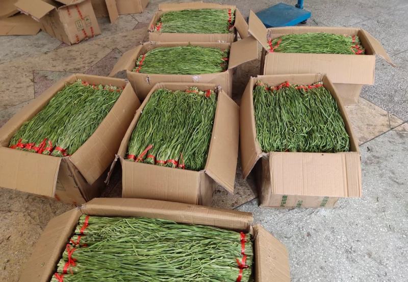 特级精品出口贡菜出口韩国日本，发往全国各地苔干响菜山蛰