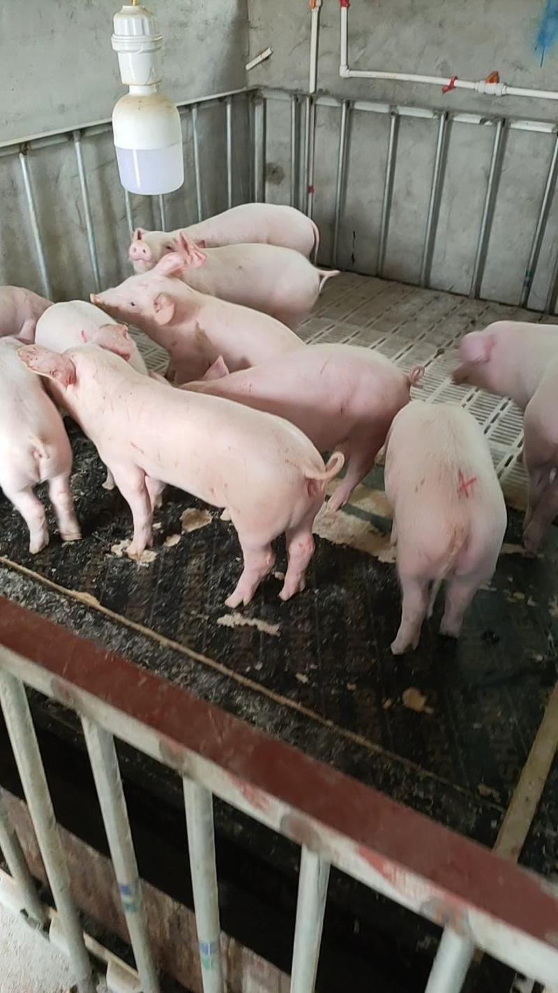 养猪场二元母猪直发易饲养防疫齐全全国包邮送货上门一手货源