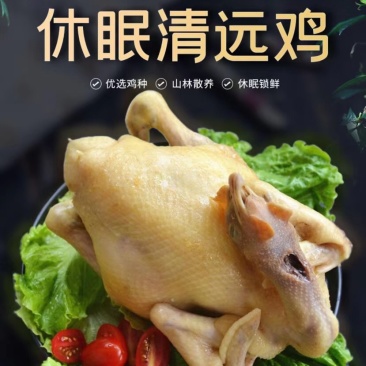 粤旺清远休眠鸡