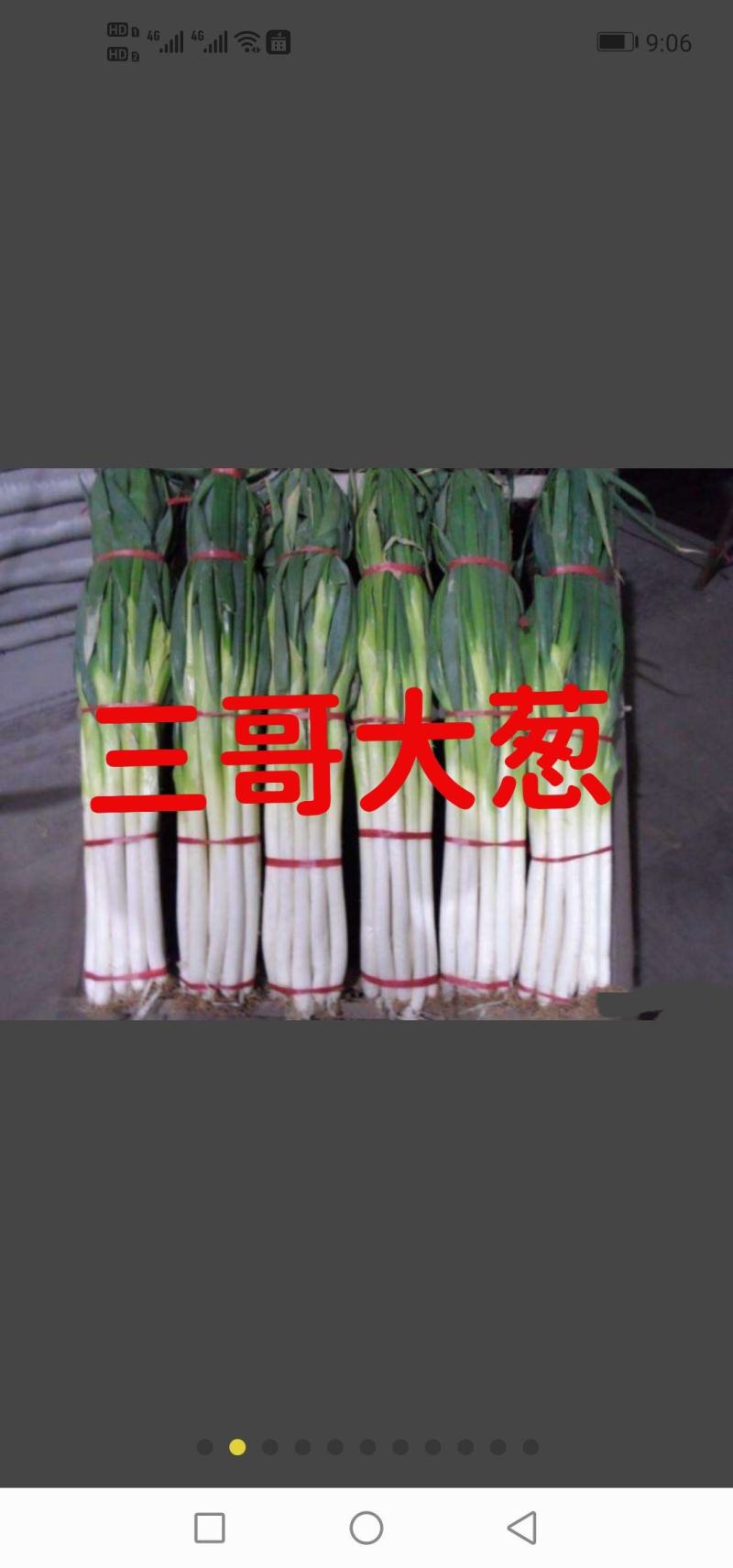 河北保定蠡县优质长白大葱批发基地。诚信代办【张老三】